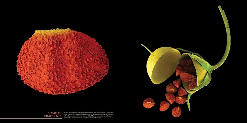 本:bizarre and incredible world of plants The Bizarre and Incredible World of Plants: Stuppy, Wolfgang